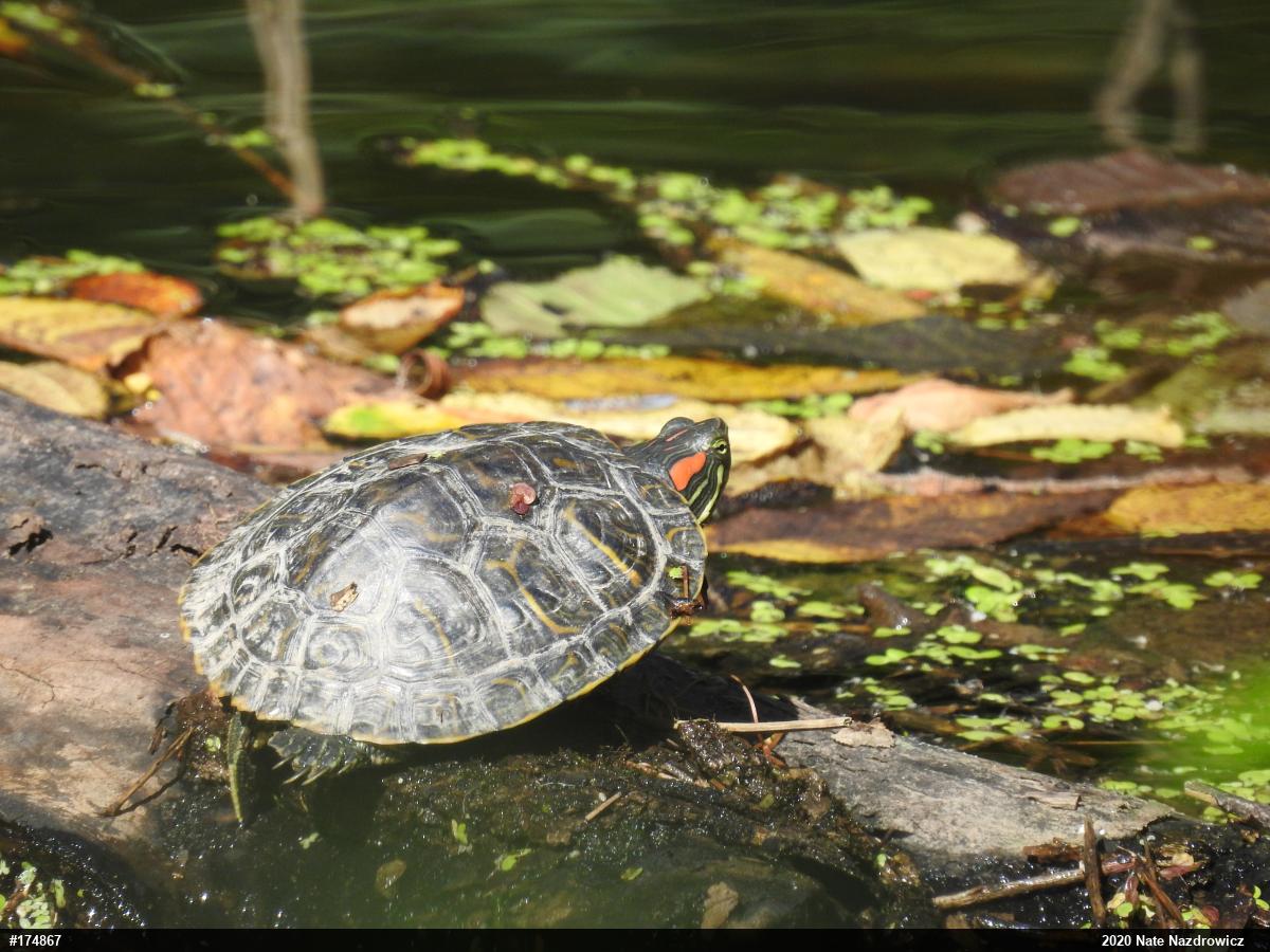 Red-eared Slider