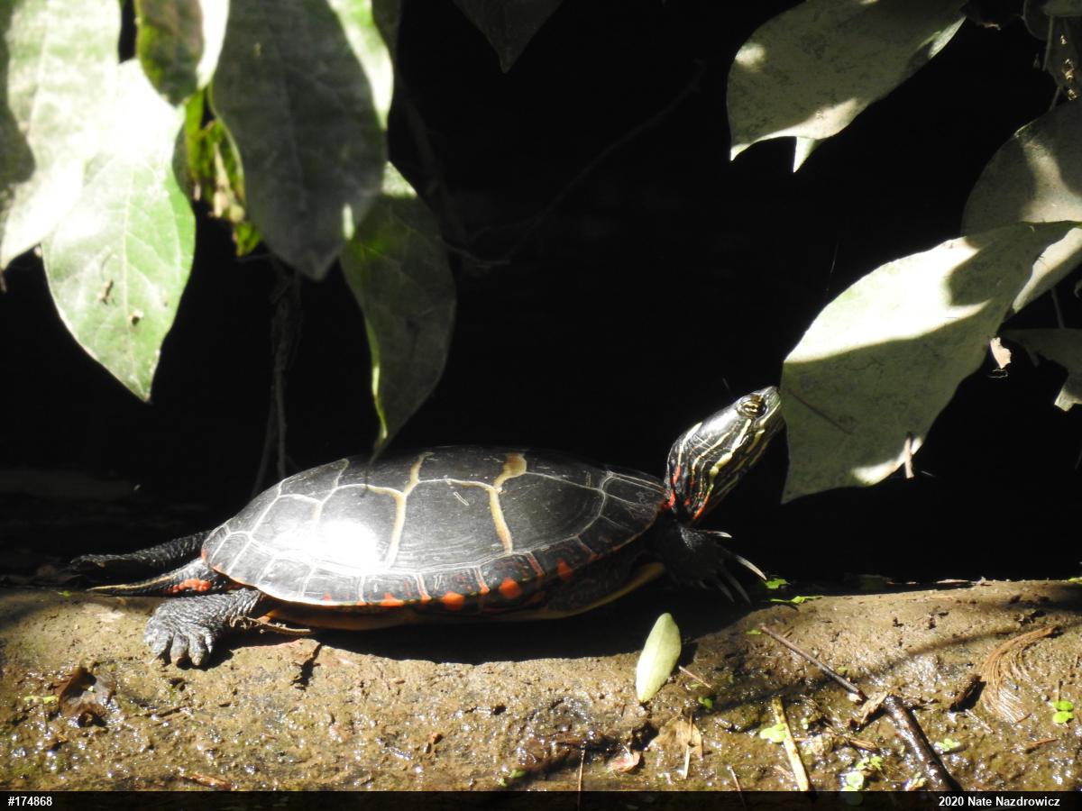Eastern Painted Turtle