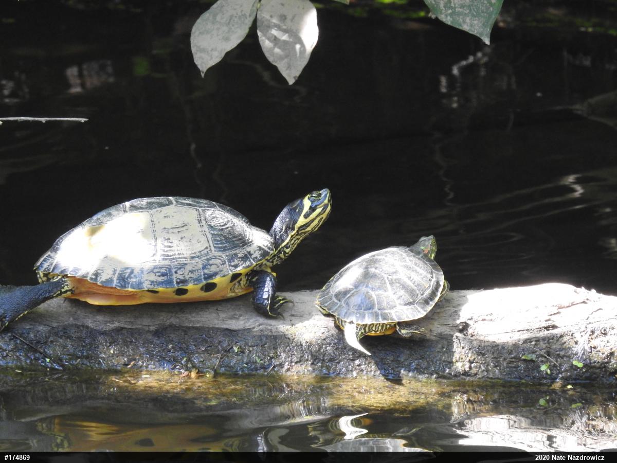 Yellow-bellied Slider