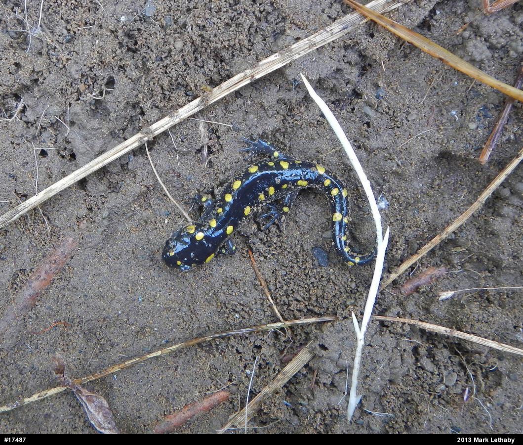 Spotted Salamander