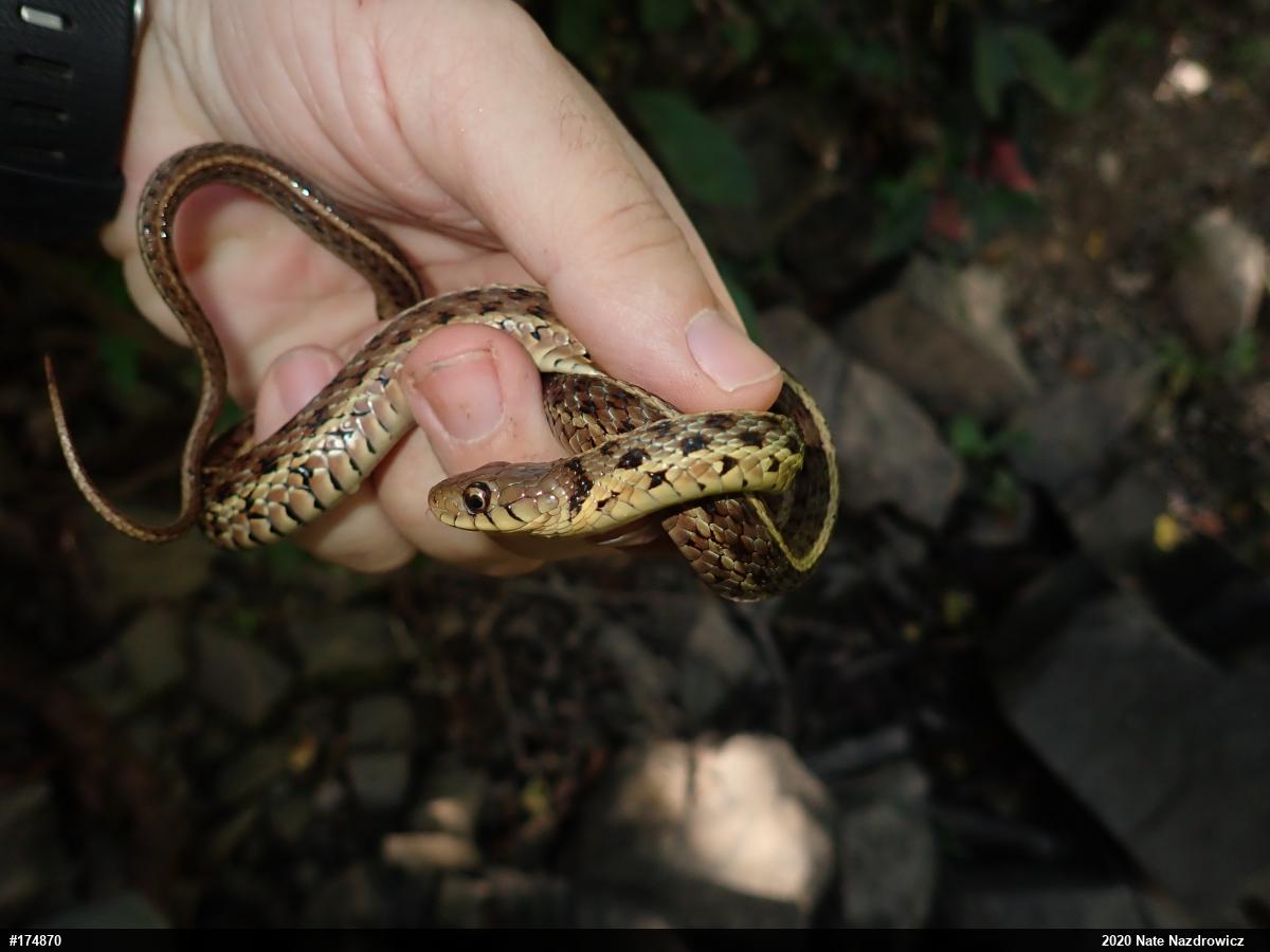 Eastern Gartersnake