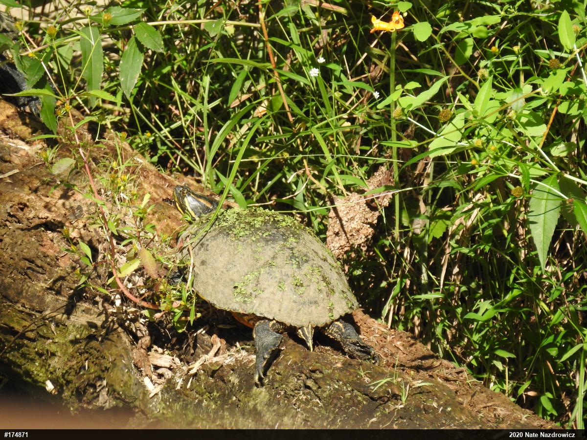 Red-eared Slider