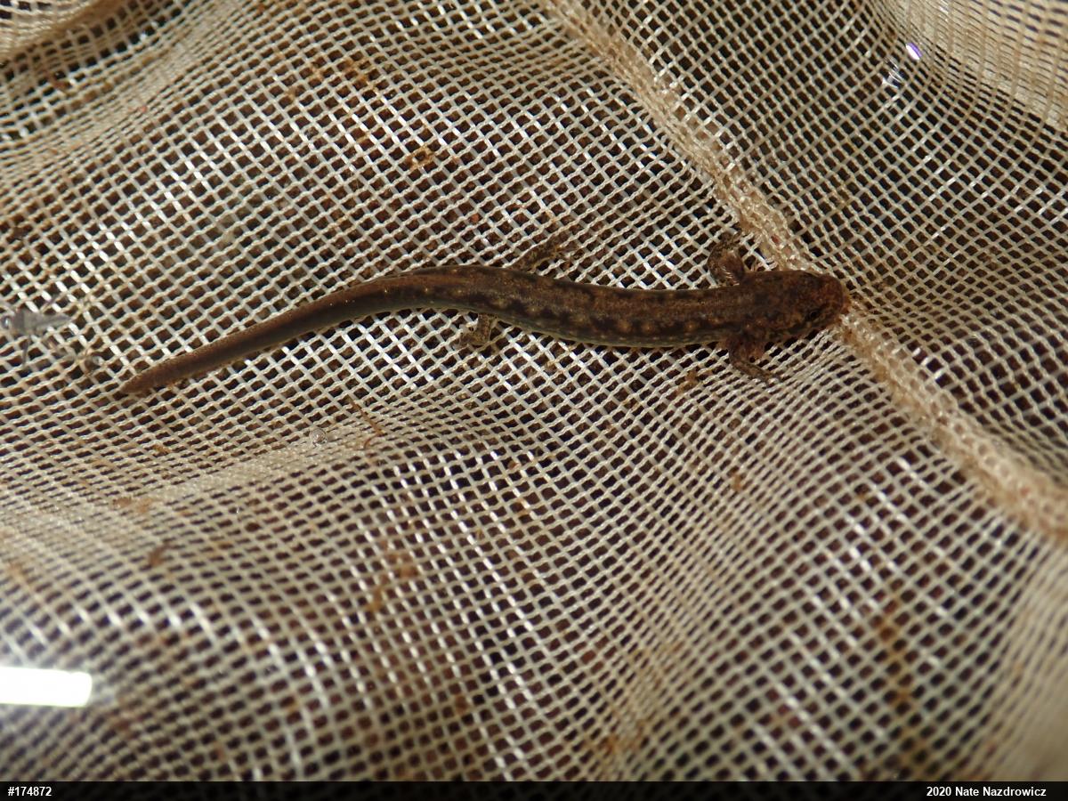 Northern Two-lined Salamander