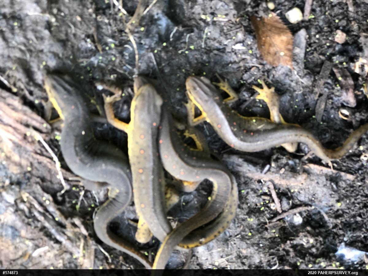 Red-spotted Newt