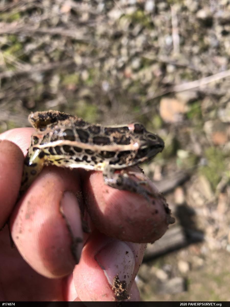 Pickerel Frog