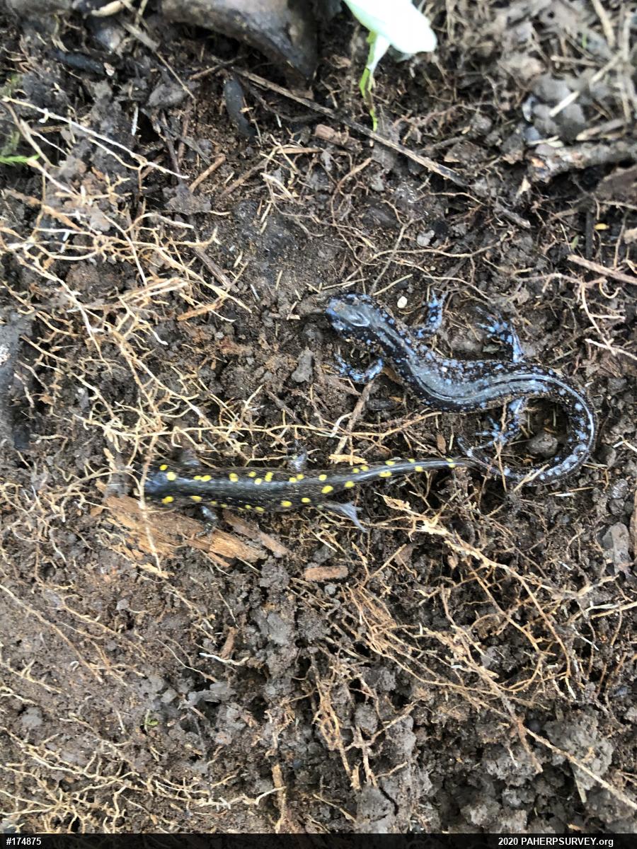 Spotted Salamander