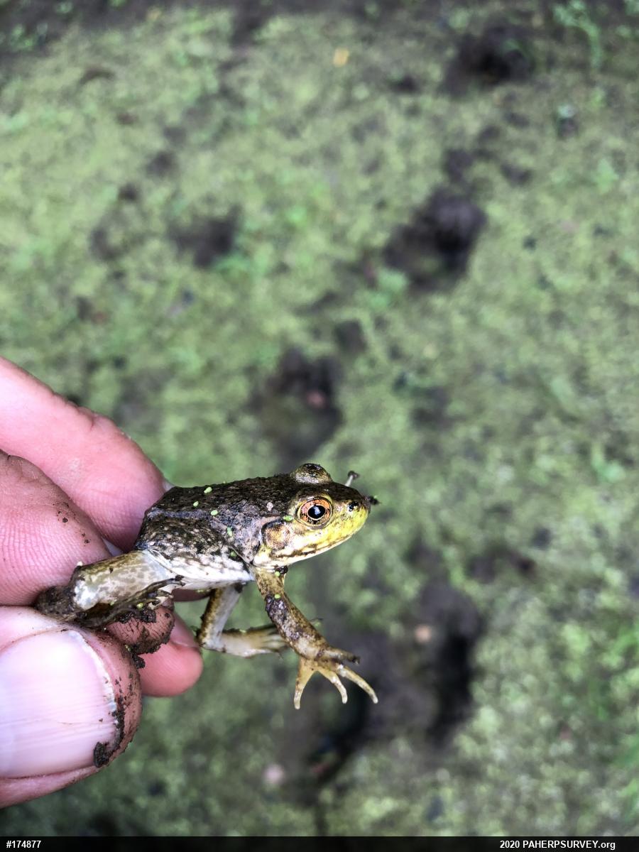 American Bullfrog