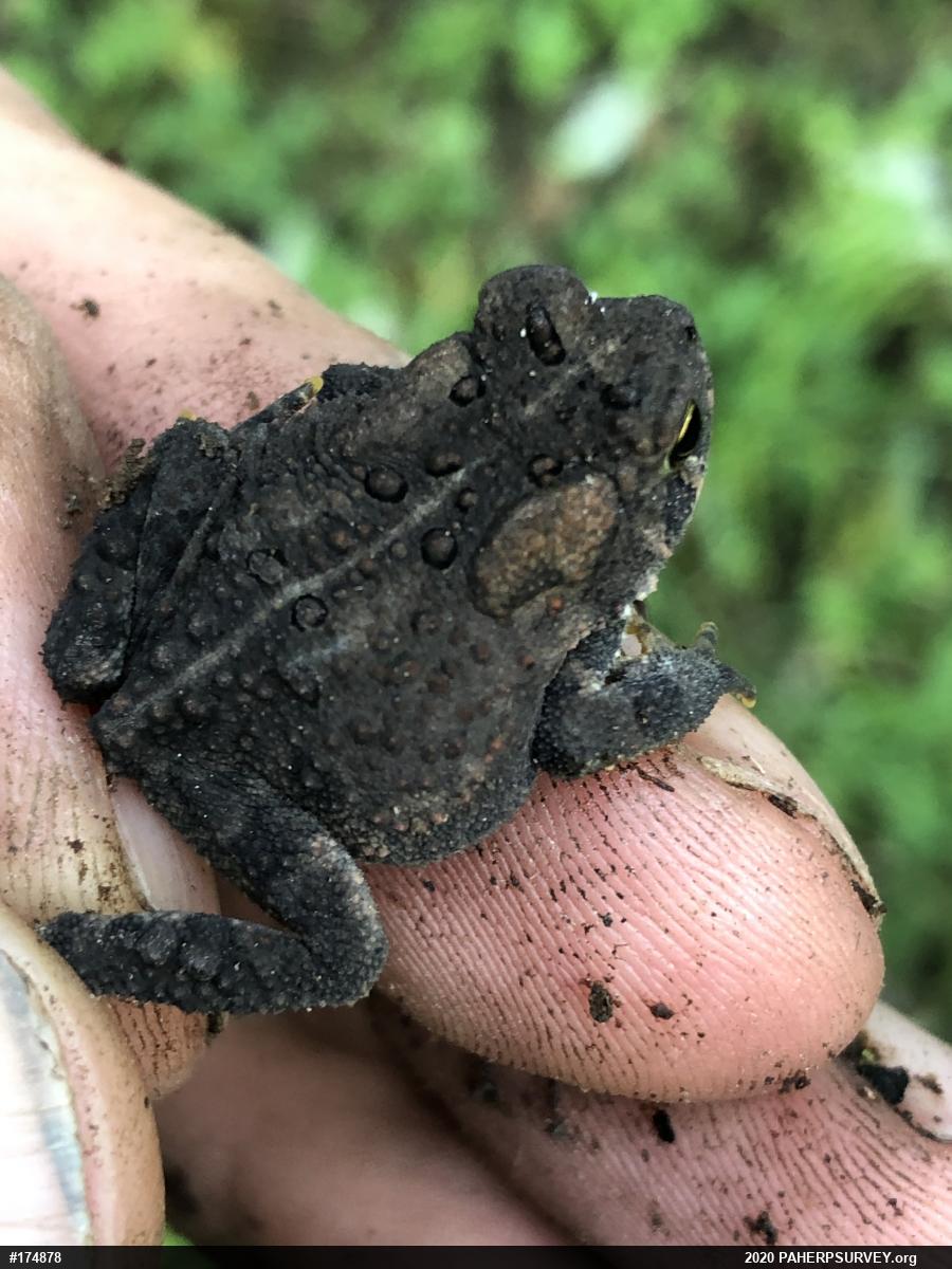 Eastern American Toad