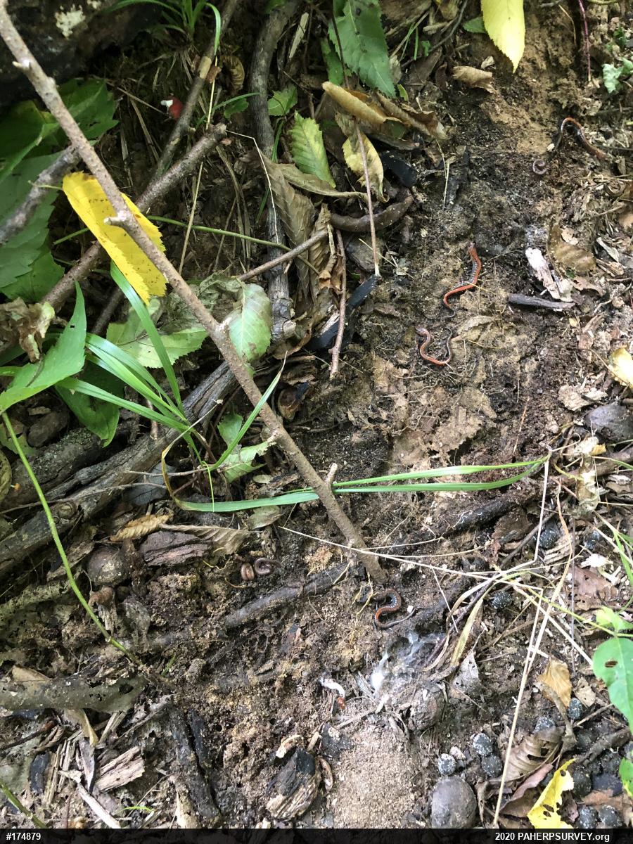 Eastern Red-backed  Salamander