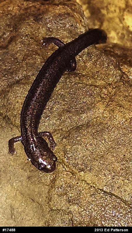 Valley And Ridge Salamander