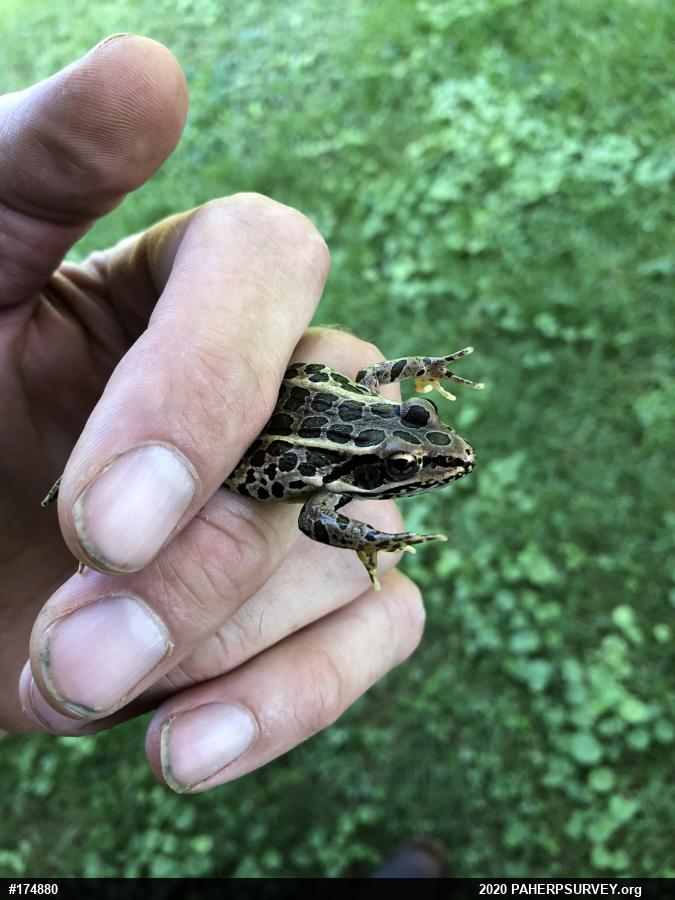 Pickerel Frog