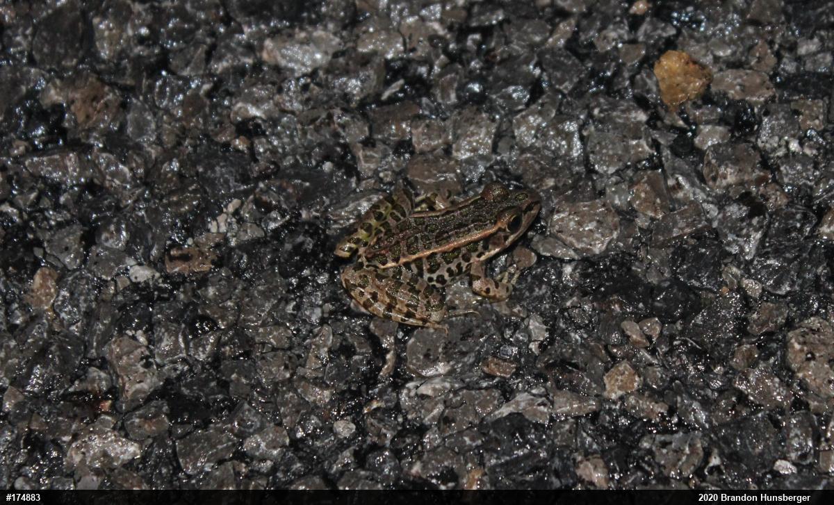 Pickerel Frog