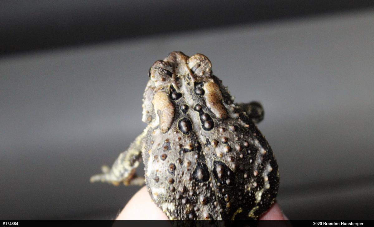 Eastern American Toad
