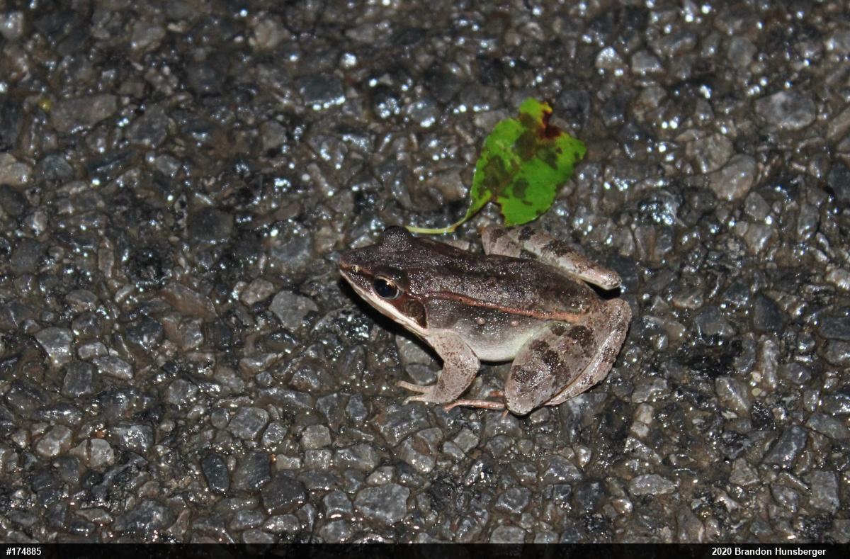 Wood Frog