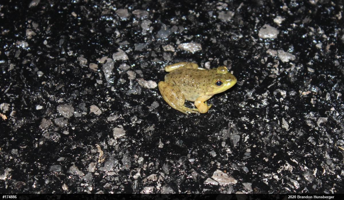 American Bullfrog