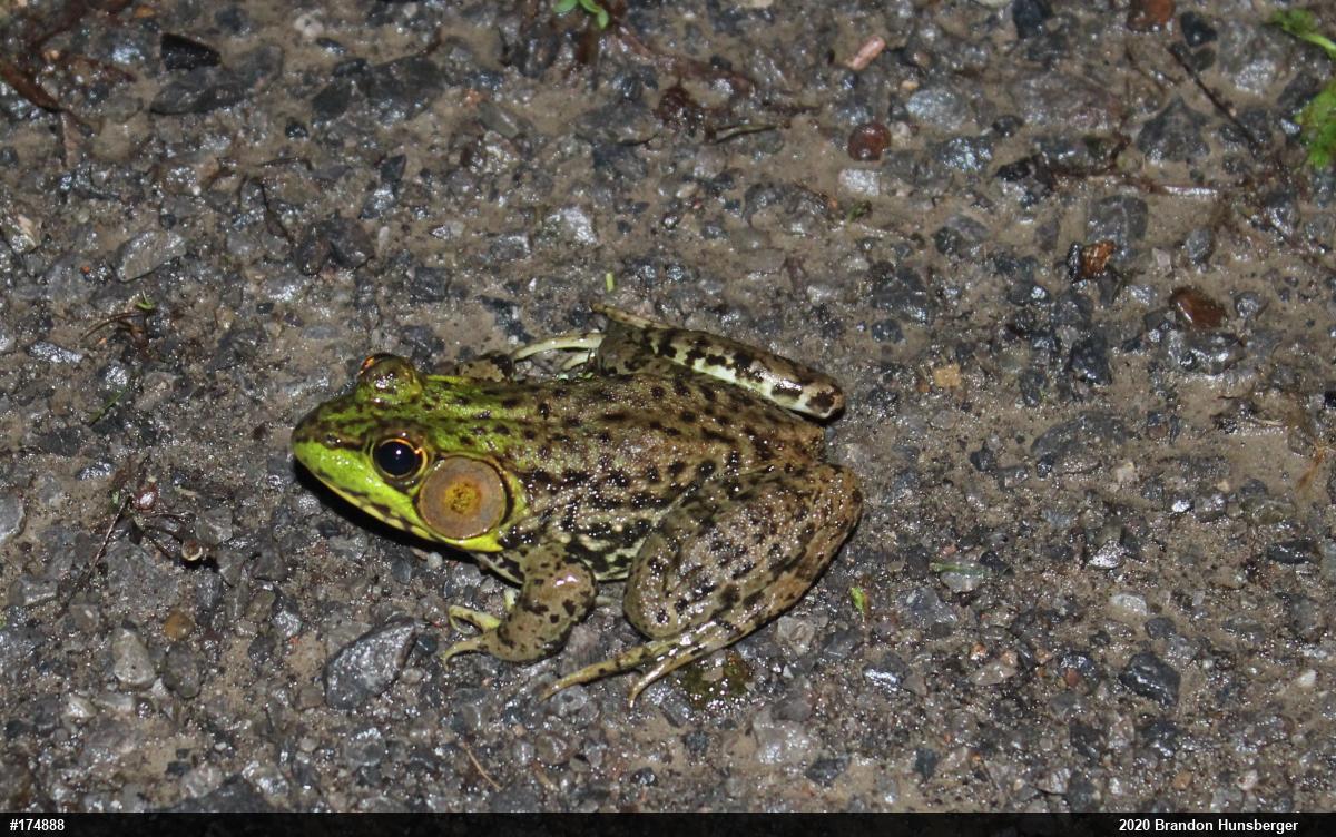 Green Frog