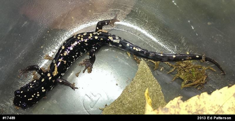 Northern Slimy Salamander