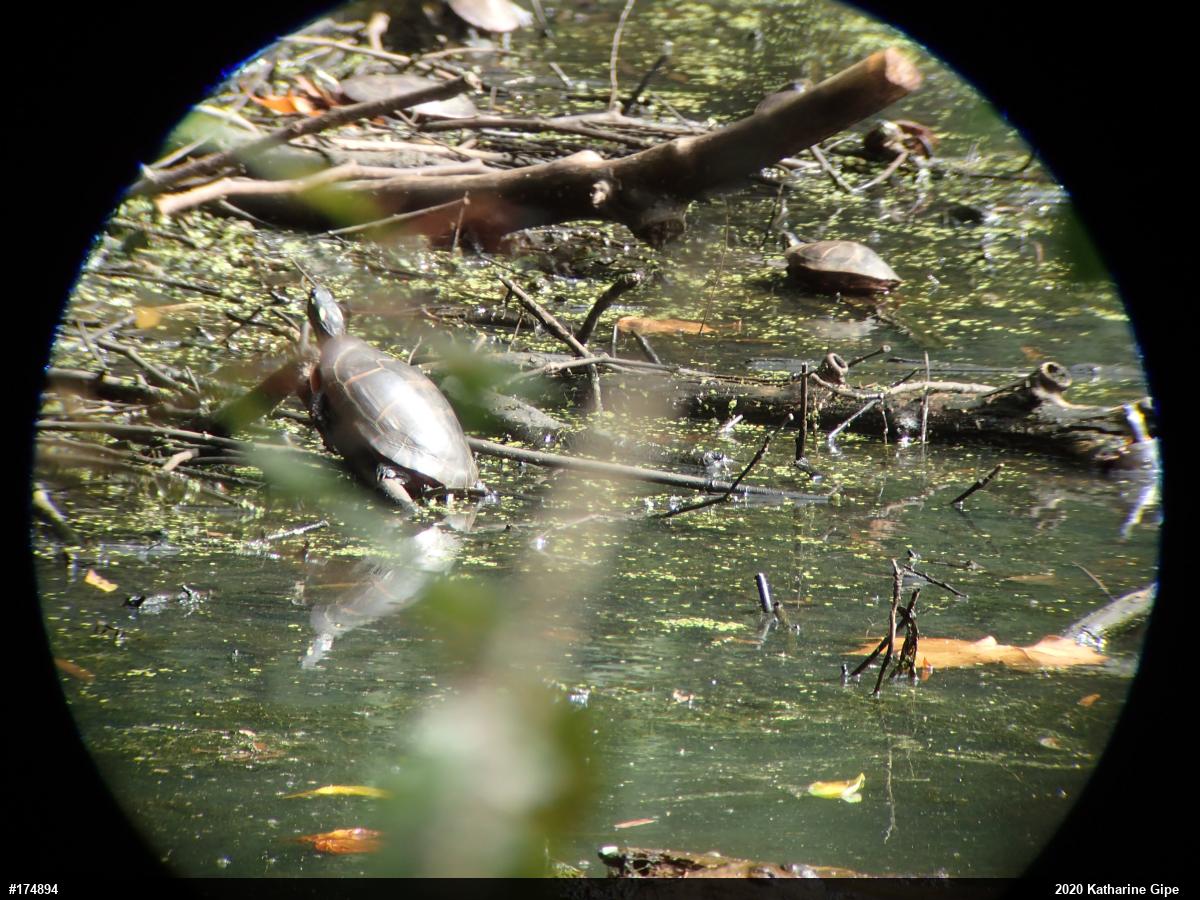 Painted Turtle