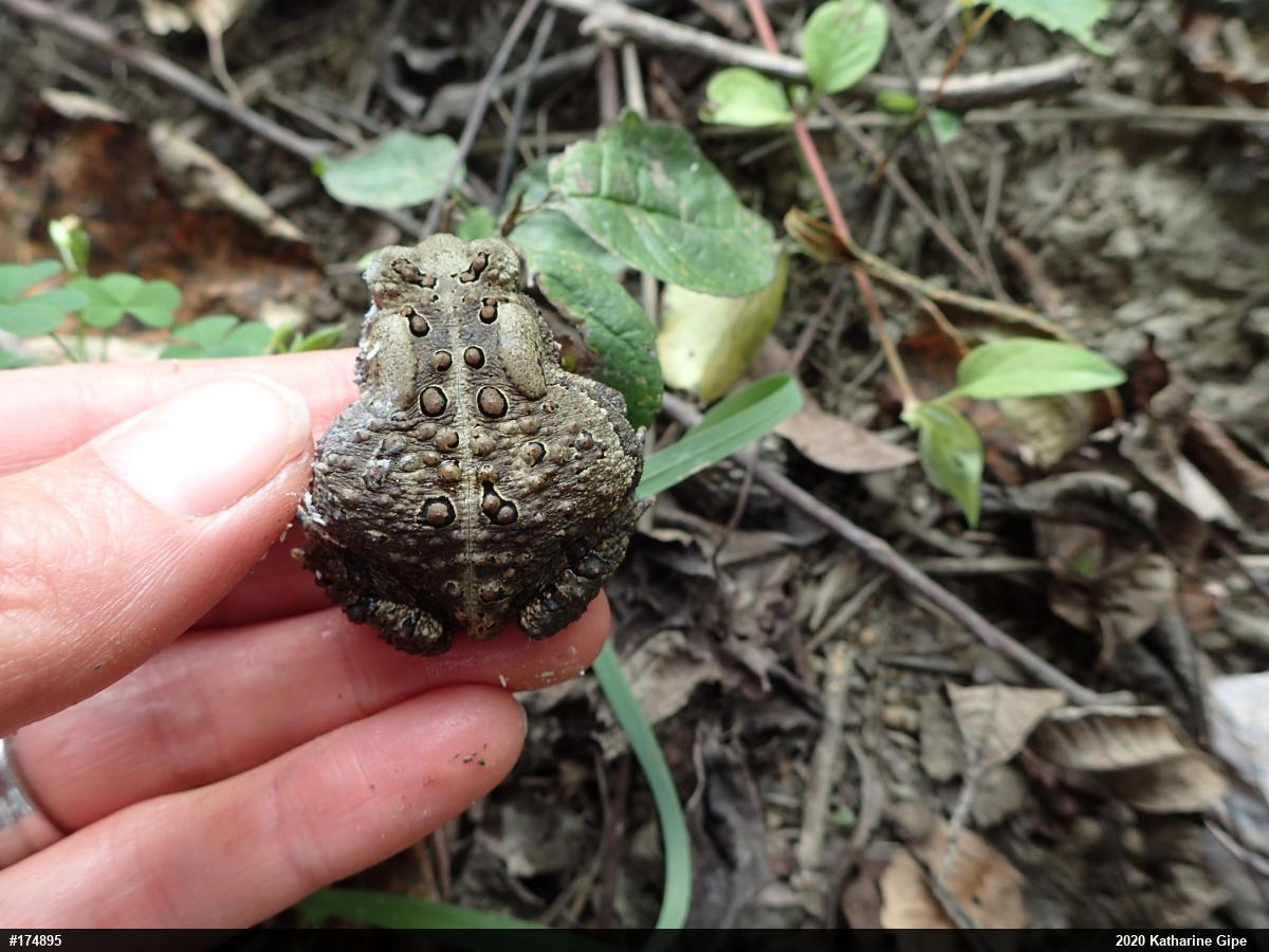 Eastern American Toad