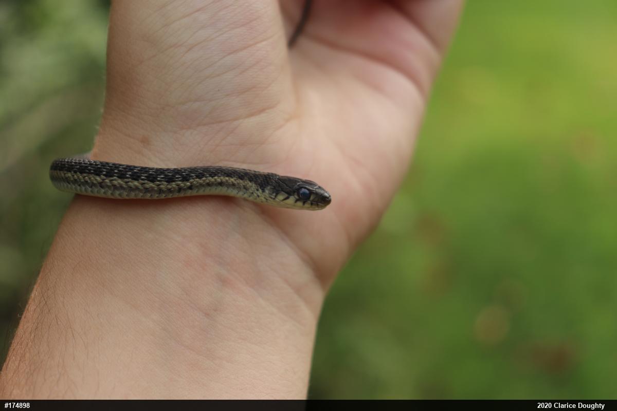 Eastern Gartersnake
