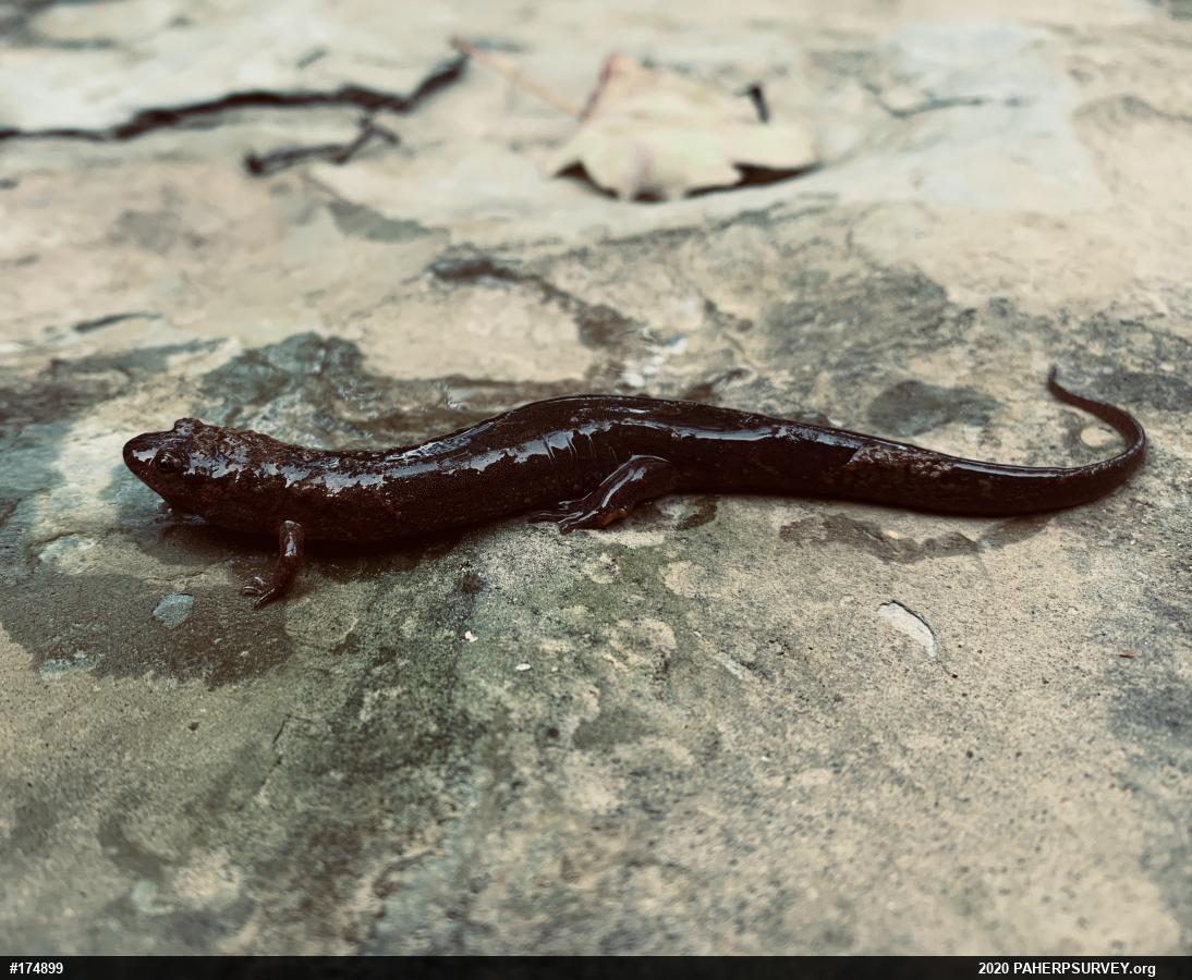 Northern Dusky Salamander