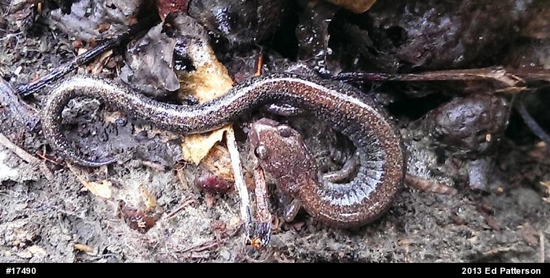 Eastern Red-backed  Salamander