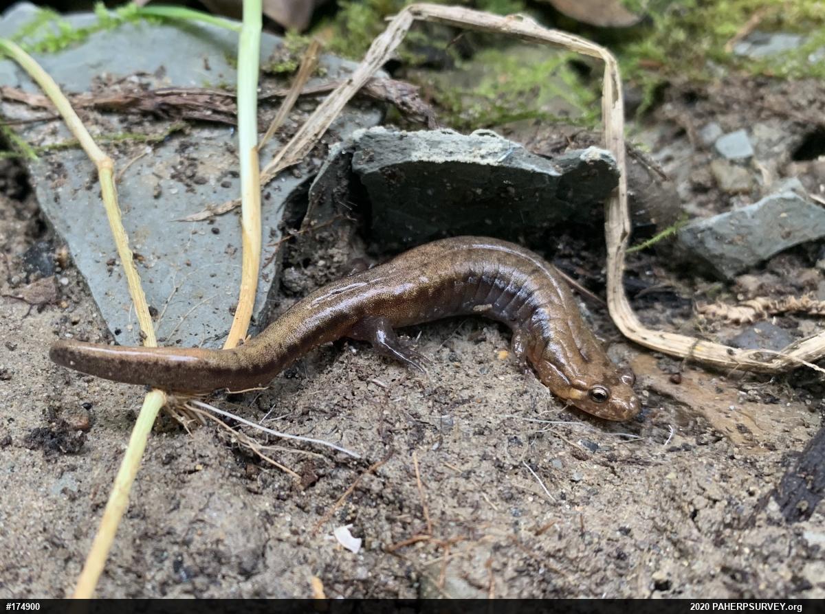 Allegheny Mountain Dusky Salamander