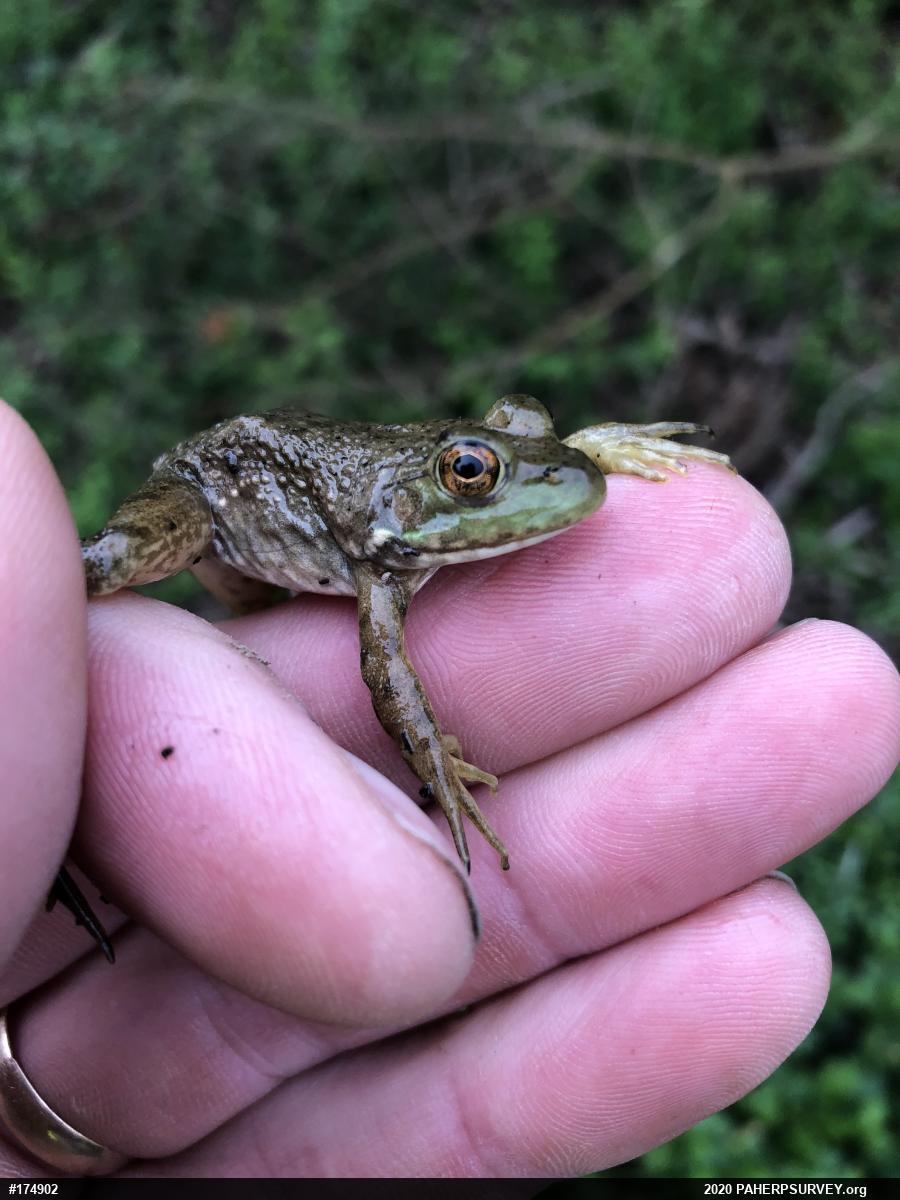 American Bullfrog