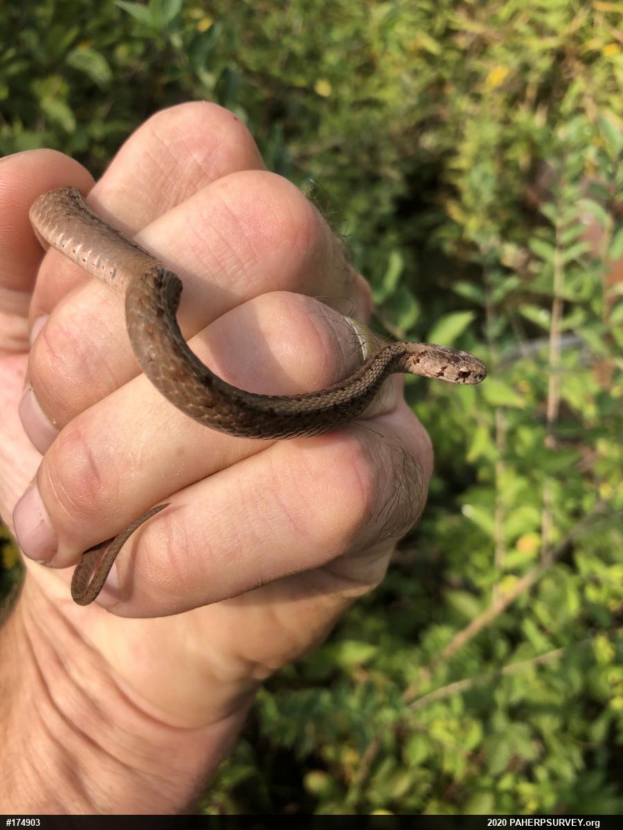Dekay's Brownsnake