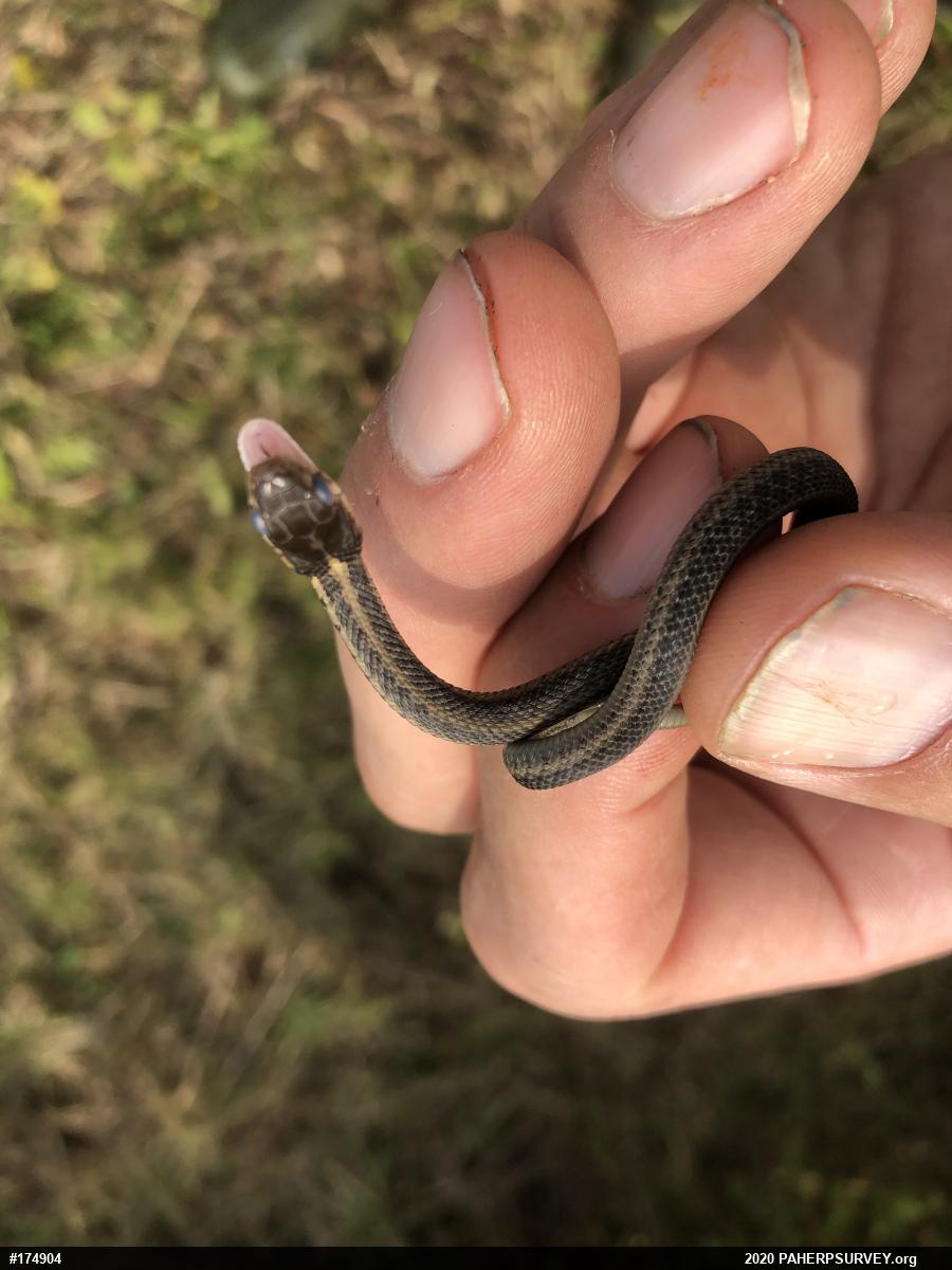 Eastern Gartersnake