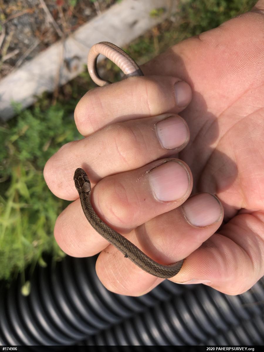 Dekay's Brownsnake
