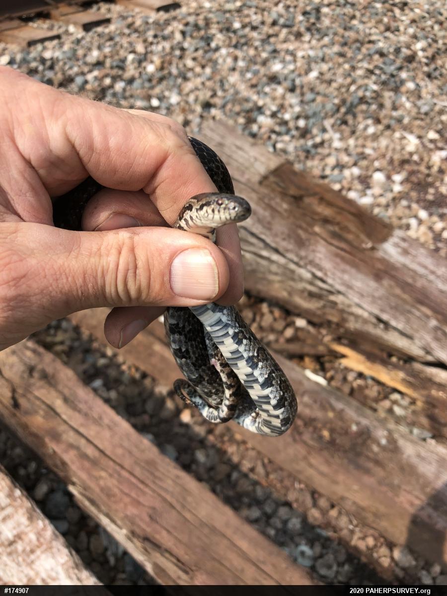 Eastern Milksnake
