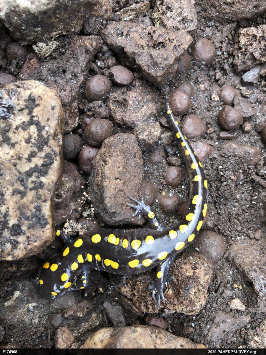 Spotted Salamander