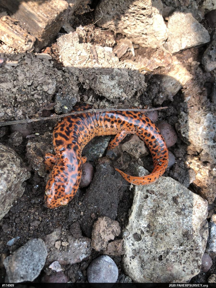 Northern Red Salamander