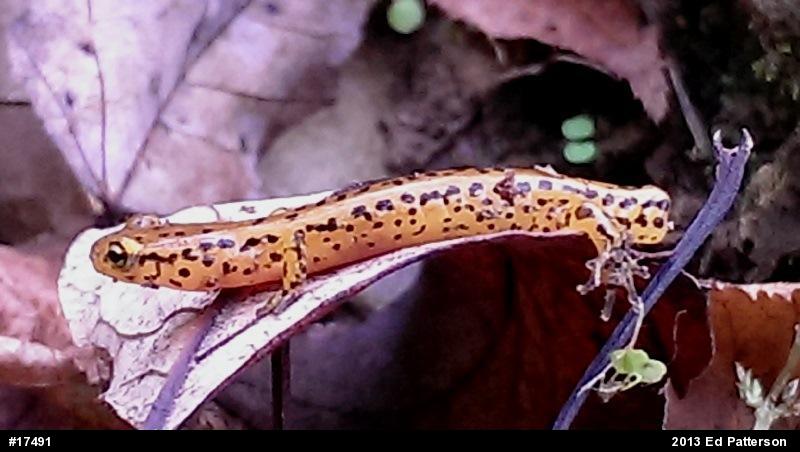 Eastern Long-tailed Salamander