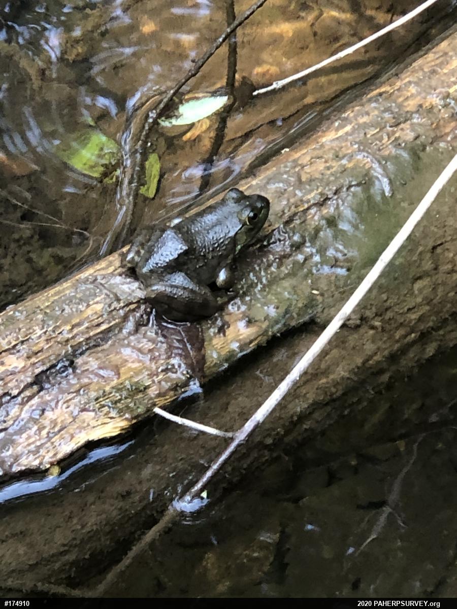 American Bullfrog