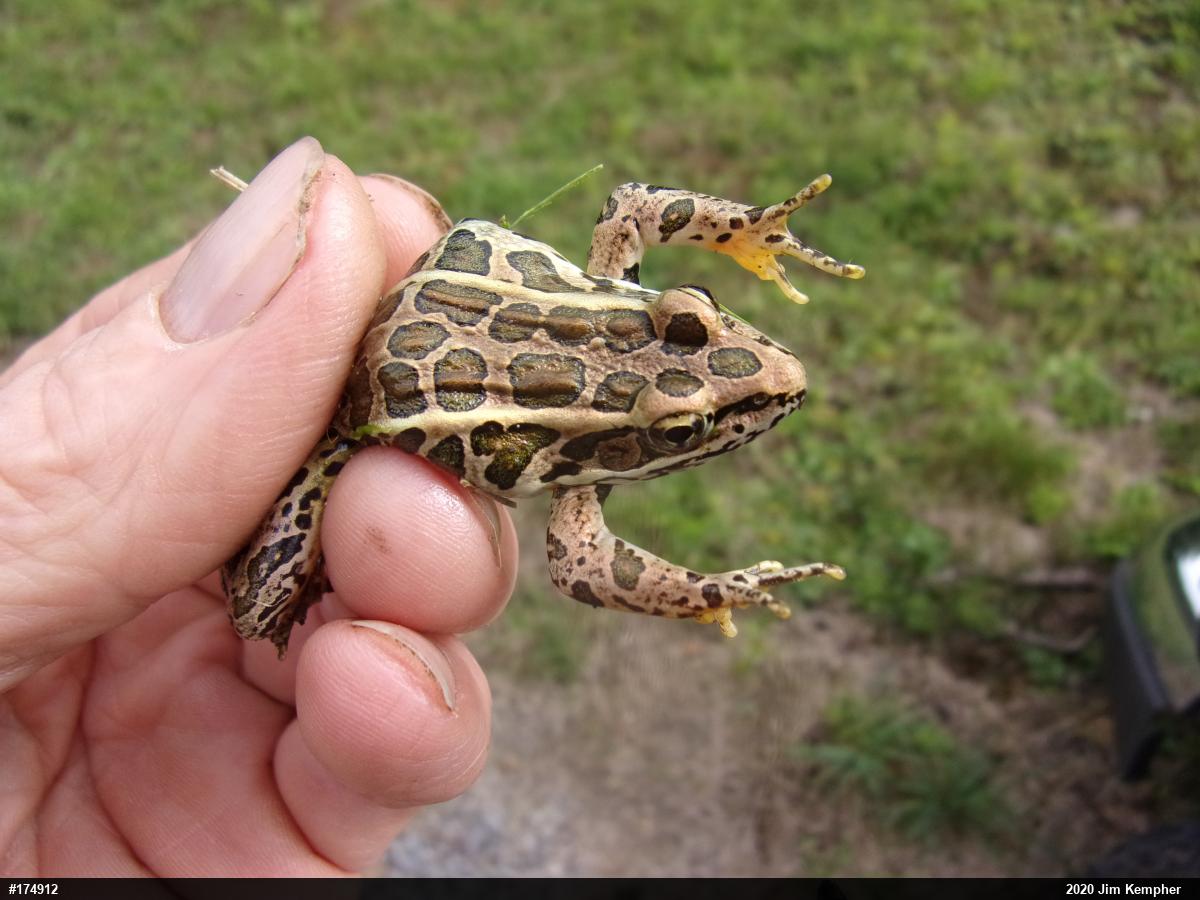 Pickerel Frog