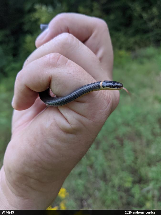 Northern Ring-necked Snake