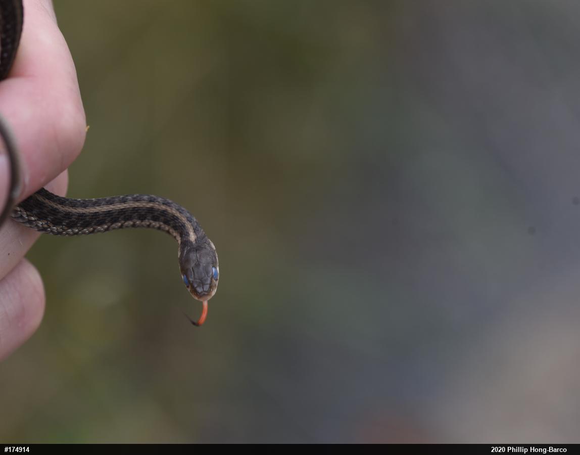 Eastern Gartersnake