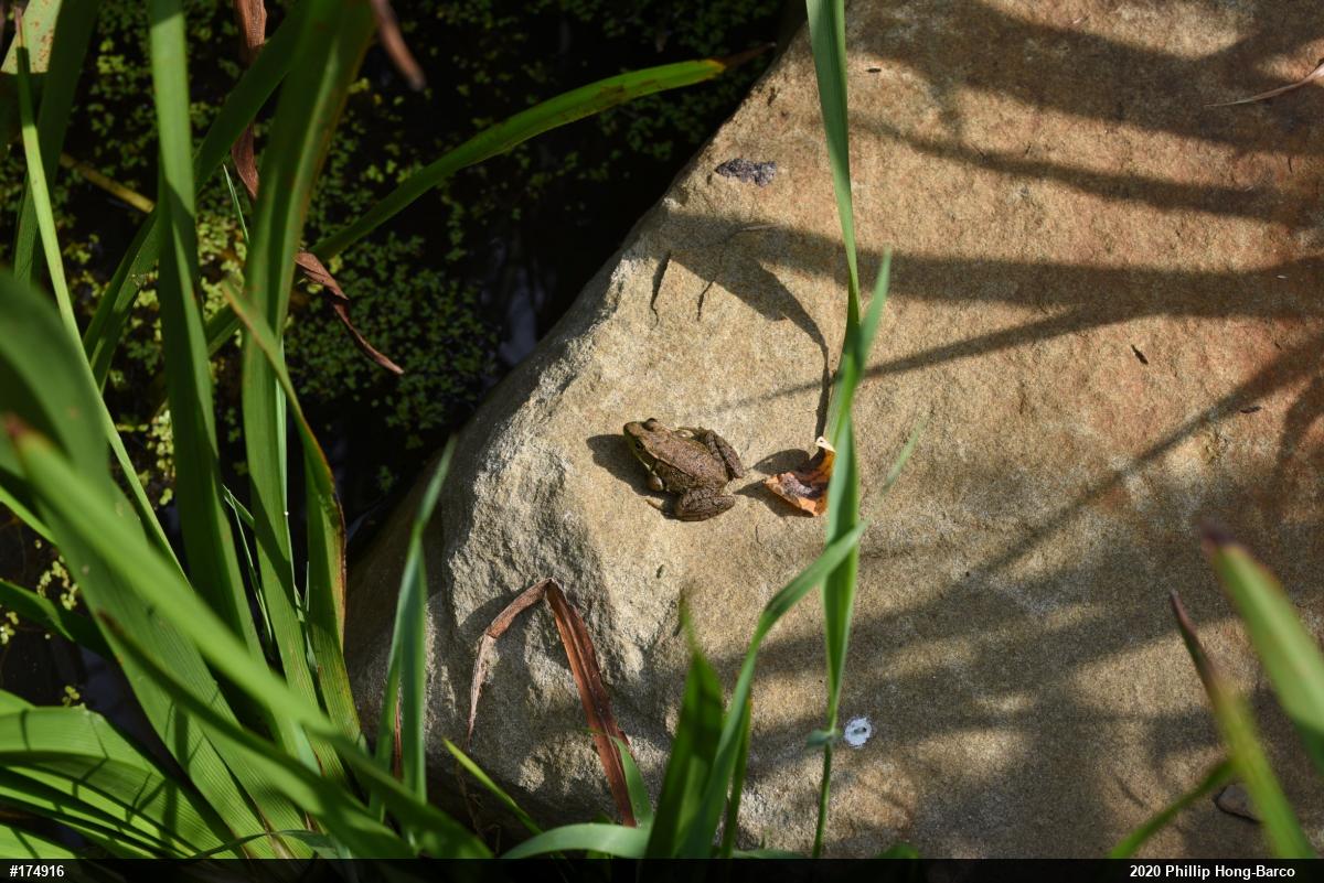 Green Frog