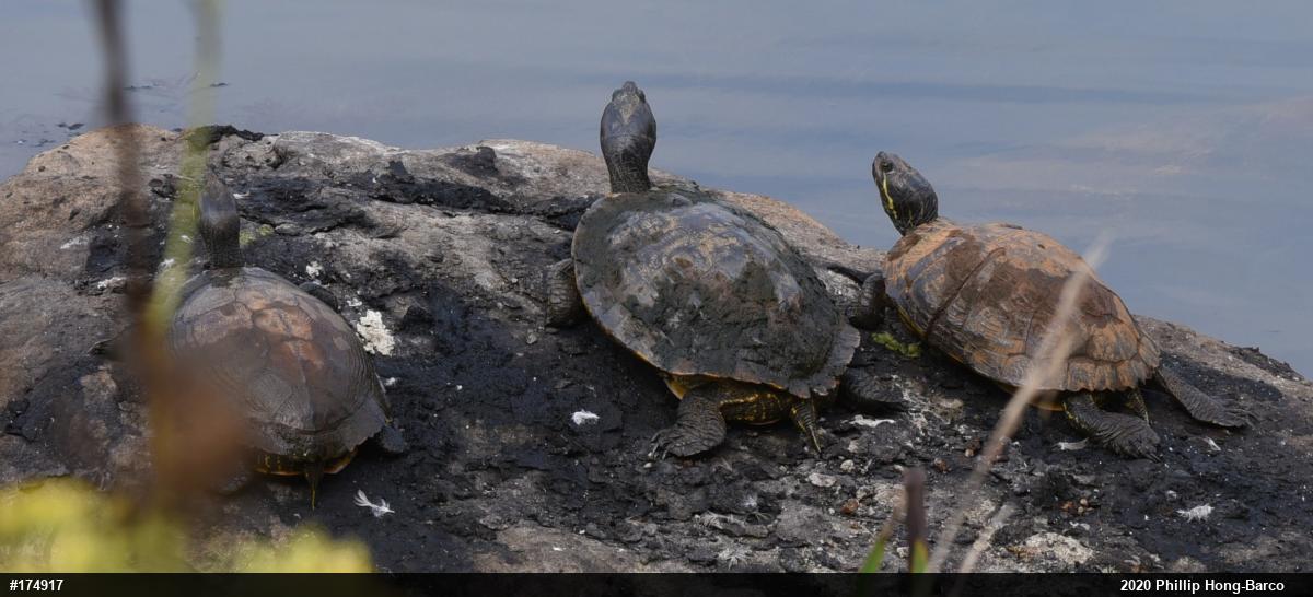 Red-eared Slider