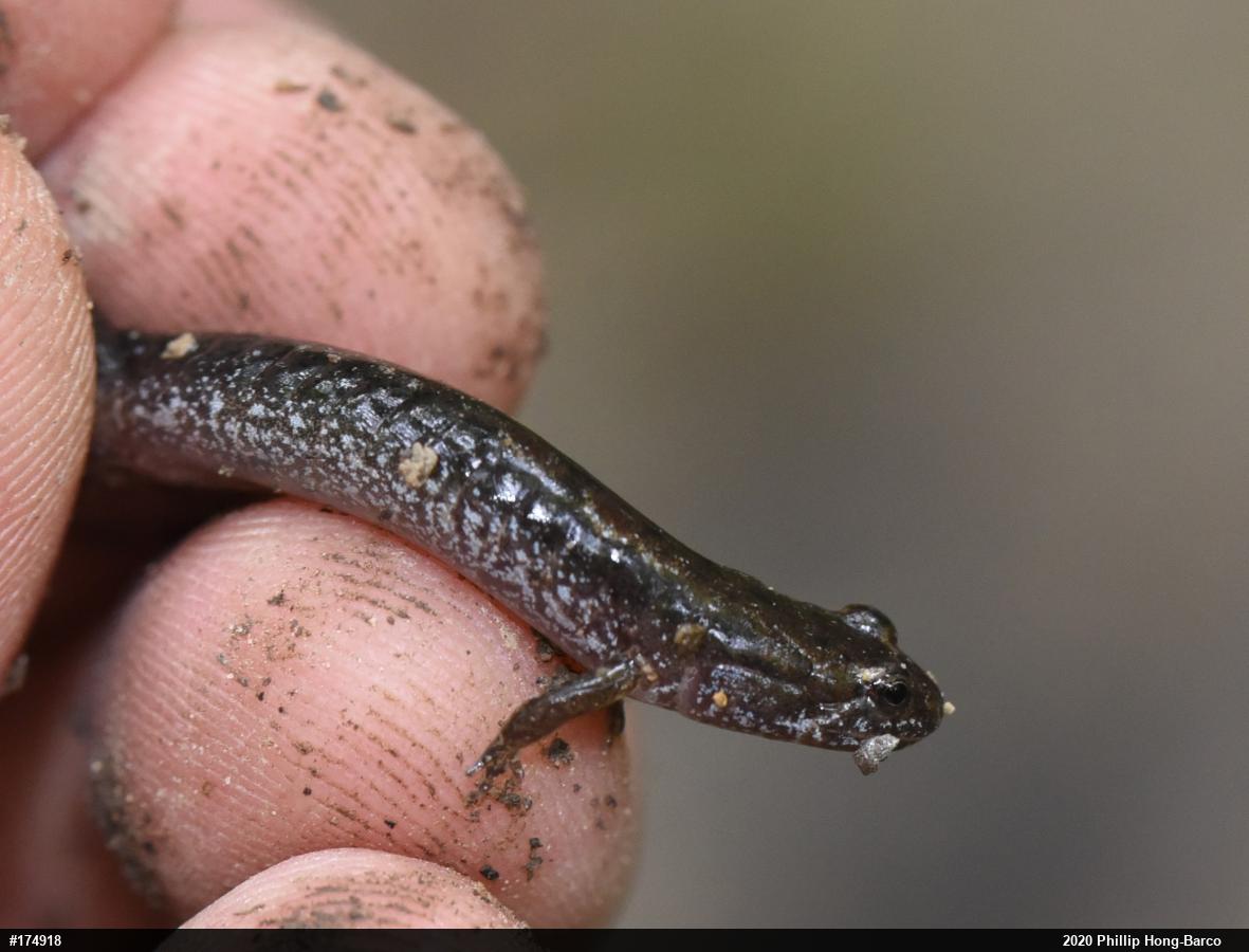 Northern Dusky Salamander