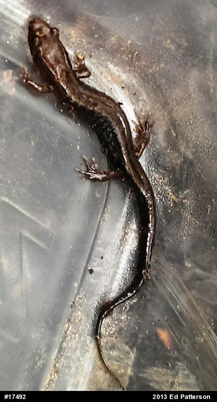 Allegheny Mountain Dusky Salamander