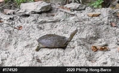 Eastern Spiny Softshell