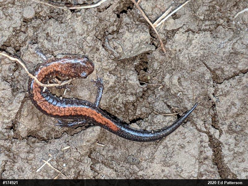 Eastern Red-backed  Salamander