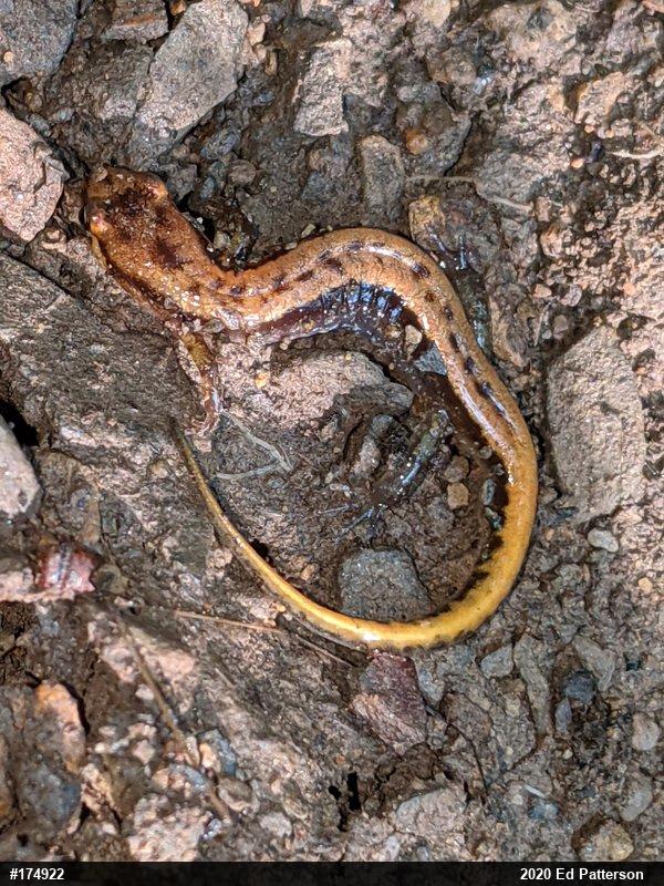 Allegheny Mountain Dusky Salamander