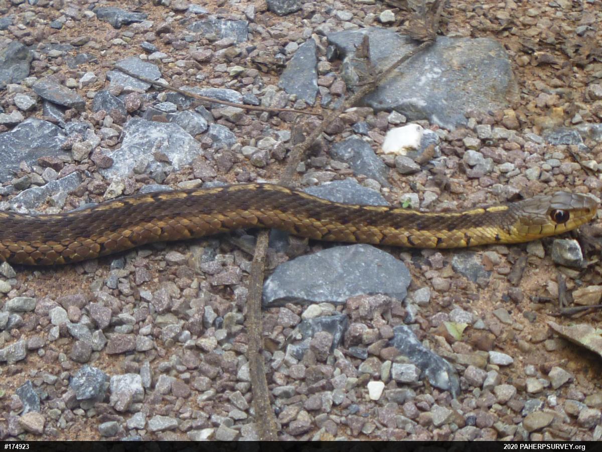 Eastern Gartersnake