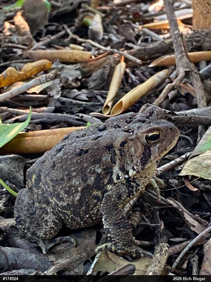 Eastern American Toad