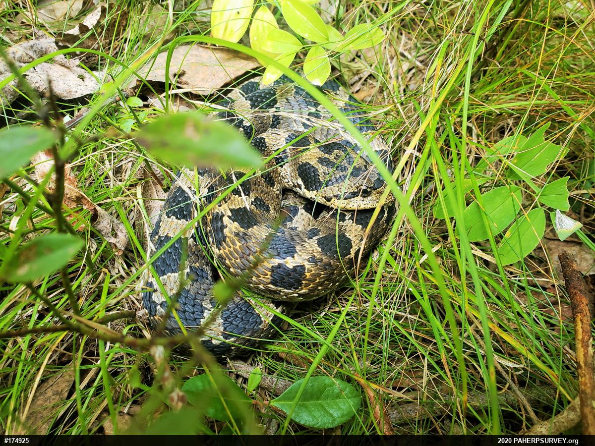 Eastern Hog-nosed Snake
