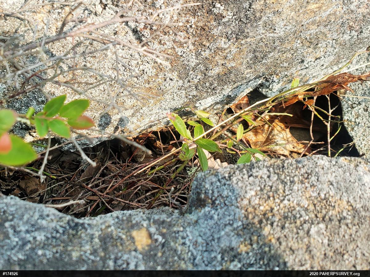Timber Rattlesnake
